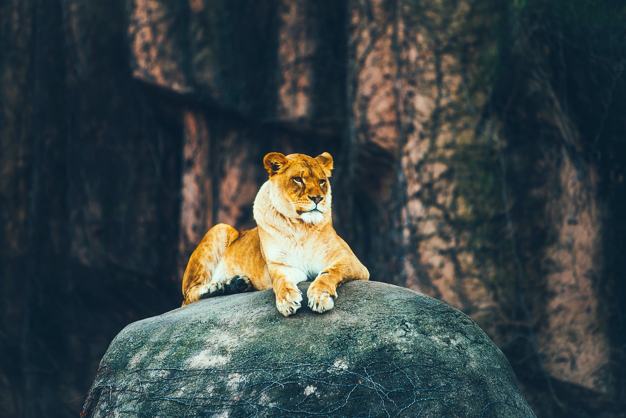 lion-1955115_1280